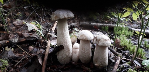 семейка грибов