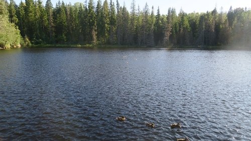 озеро и утки