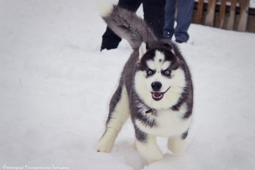 ЩЕНОК