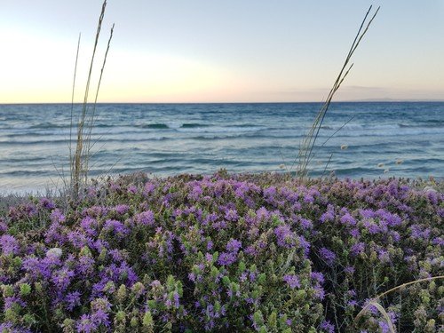 цветы у моря