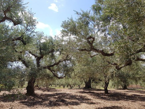 оливковая роща