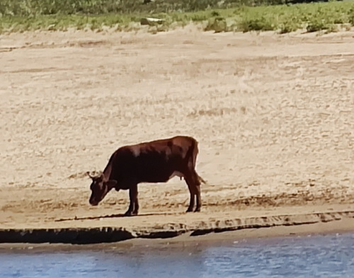 НА ВОДОПОЙ