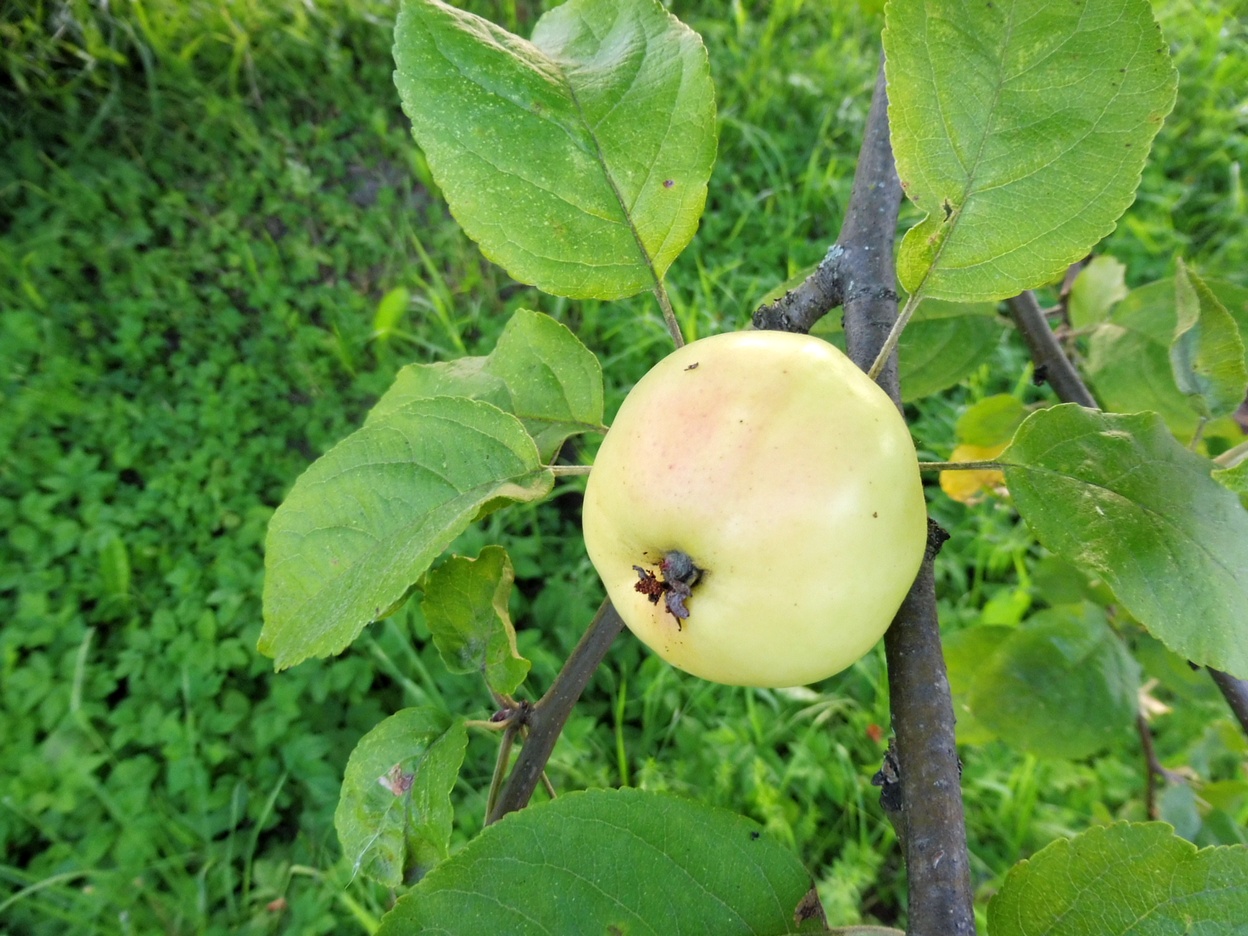 Флорена яблоко фото