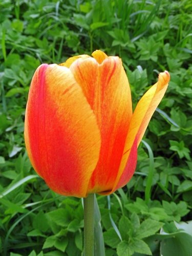 Яркий тюльпан