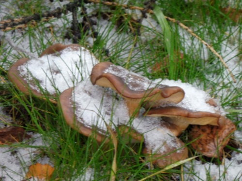 Снежные грибы