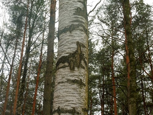 Вертикали леса