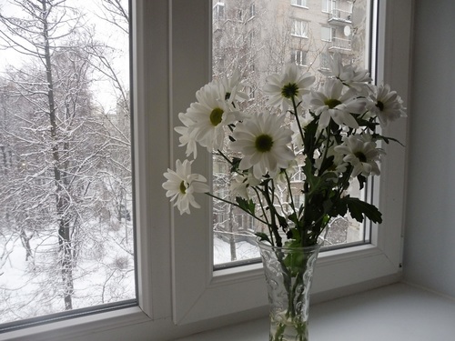 Цветы и зима