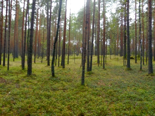 Лужский лес