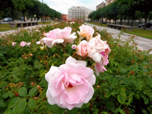 Розы Петербурга