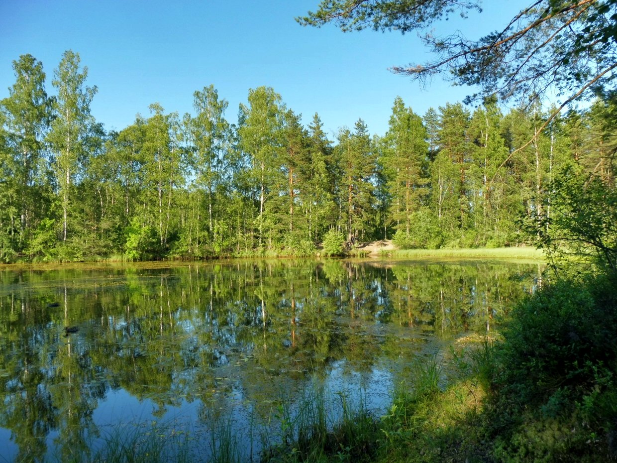 Озеро Лесное Нестеровского района