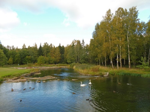 Водоем и лебеди