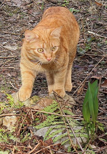 мартовский рыжий кот