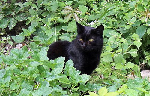 желтоглазый черный кот