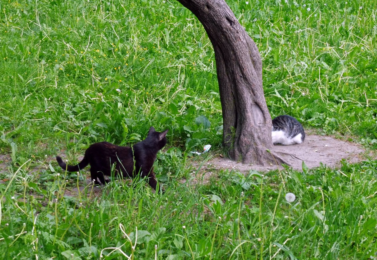 Прятки кошки