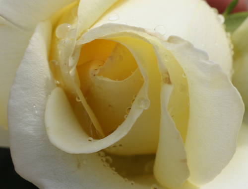 В капельках