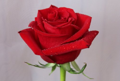 этюд с красной розой