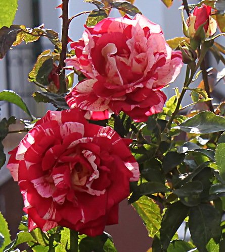 этюд с двумя розами