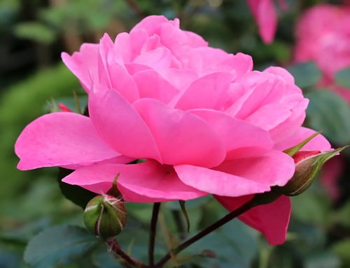 этюд с розовой розой