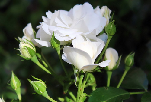 этюд с белыми розами
