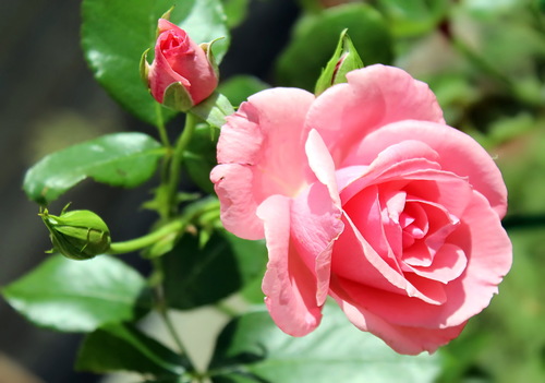 розовая роза с бутонами