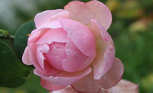 этюд с розой