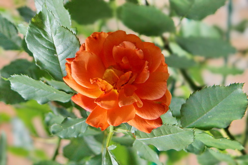 оранжевая красавица
