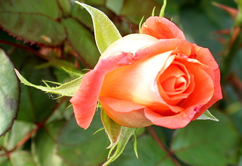 осенний этюд с розой
