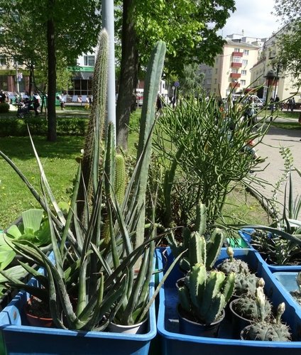 Суккуленты