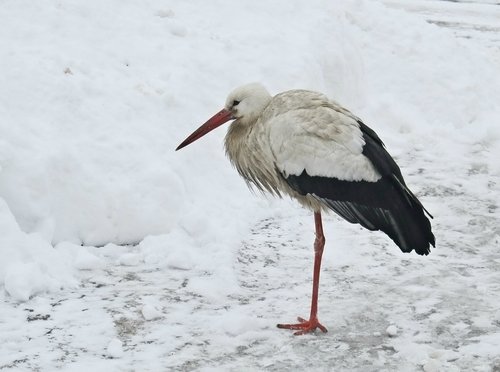 Аист на снегу