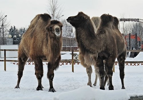 Корабли пустыни