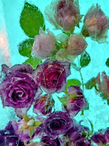 Розы во льду