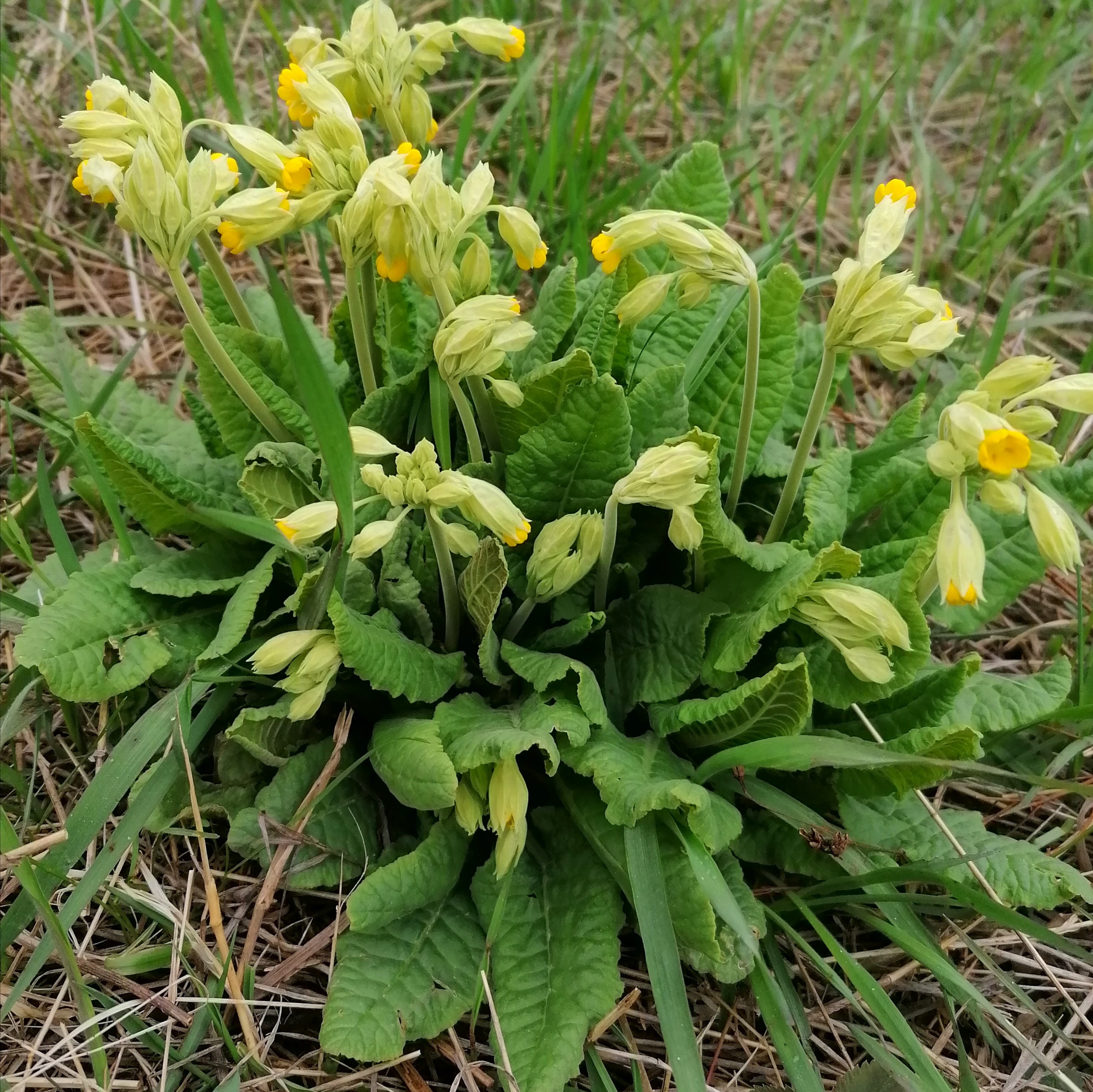 Примула urumiensis