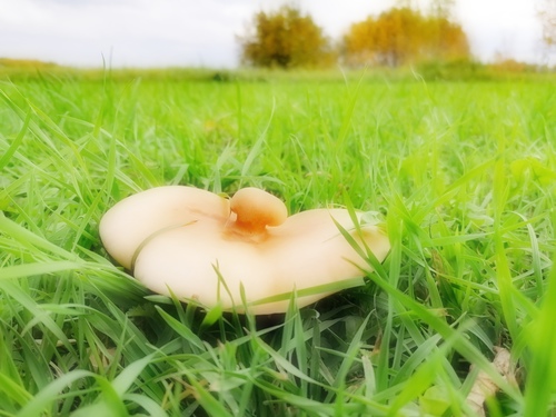 Интересно, это гриб или летающая тарелка?...))))