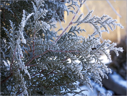 Первые заморозки