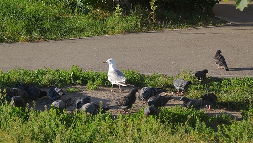 Средь птиц городких...