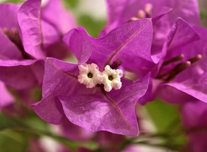 Бугенвиллия