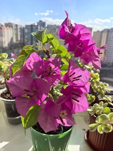 Малышка в цвету