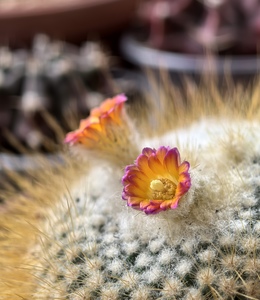 Маленькая приятность