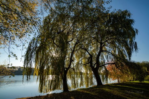 Сквозь ветви...