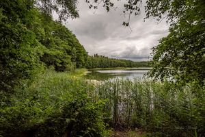 Из лесной глубины...