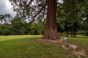 О большом дереве...
