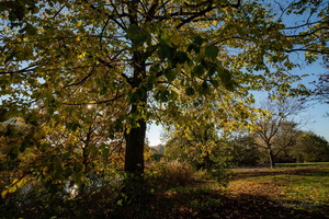 О маленьком солнышке...
