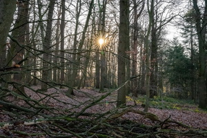 Февральское солнце...