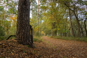 У старой сосны...