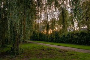 Занавеска из ивы...