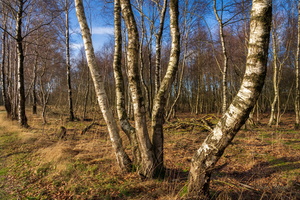 У кривых берёз...