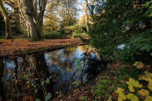 В ноябрьском парке...