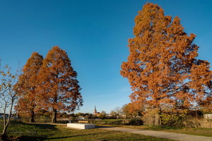 Кипарисы в ноябре...