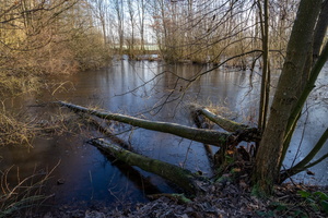 У упавших деревьев...