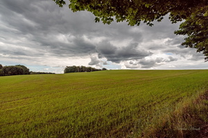 Тучи над полем...